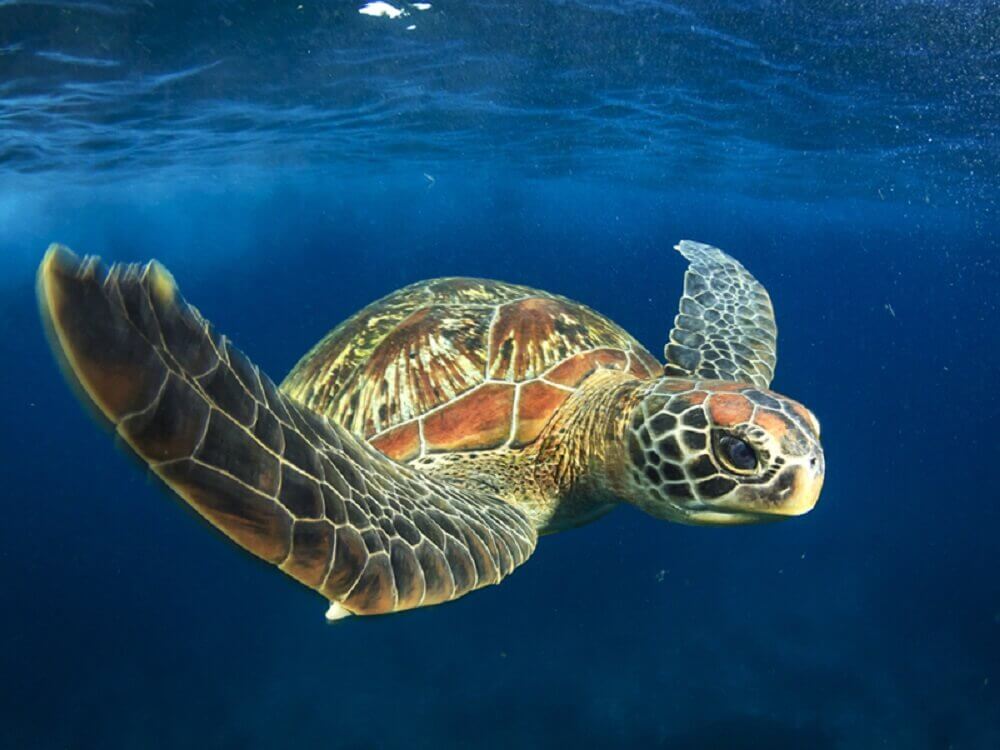Sea Turtle Endangered